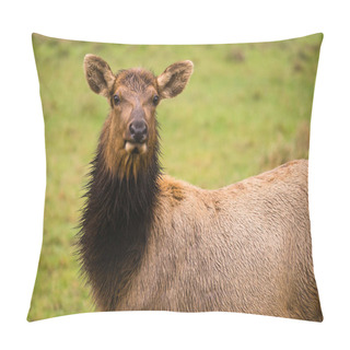 Personality  Female Elk Stops Grazing To Look At The Camera Pillow Covers