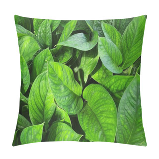 Personality  Monstera Pinnatipartita Or Siam Monstera Is An Evergreen Herb Or Vine. It Has Aerial Roots That Act As A Hook To The Branches. Pillow Covers