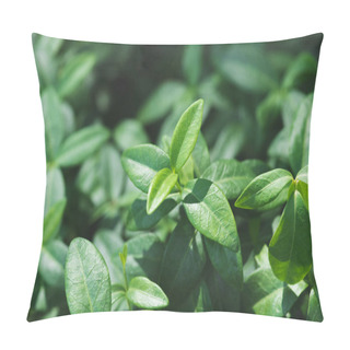Personality  Vinca Plant Green Leaves In Sunlight Pillow Covers