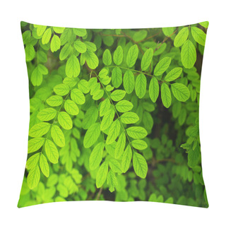 Personality  Acacia Leaves Pillow Covers