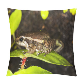Personality  GRENOUILLE Colostethus Infraguttatus Pillow Covers