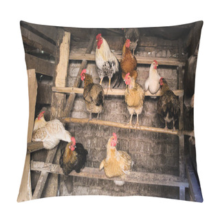Personality  Chicken And Rooster In The Chicken Coop Agriculture /photo Of The Village Chicken Coop.in The Barn Roosts.on A Perch Sitting Hens And A Rooster.birds With Colored Feathers.get Ready For Bed.the Building Is Old. Pillow Covers