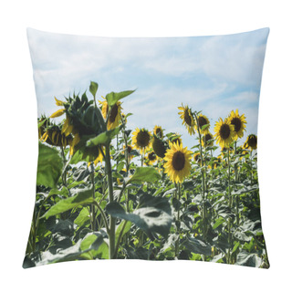 Personality  Selective Focus Of Field With Sunflowers Against Blue Sky  Pillow Covers
