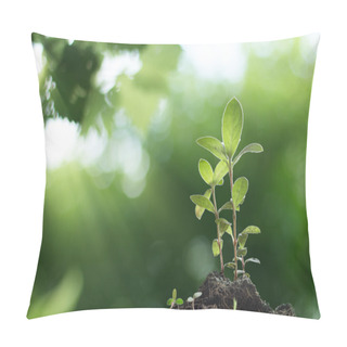Personality  Young Plant Growing With Sunrise In Forest Background Pillow Covers