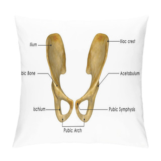 Personality  Hip Bone Pillow Covers