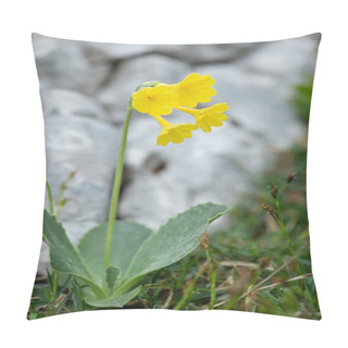 Personality  Closeup Of Mountain Cowslip In The Austrian Alps Pillow Covers