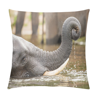 Personality  African Elephant, Wildlife Scene In Nature Habitat Pillow Covers