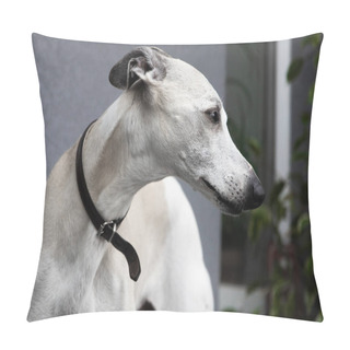 Personality  Ten Year Old Male Whippet. A Closeup Of A Dog's Face. Pillow Covers