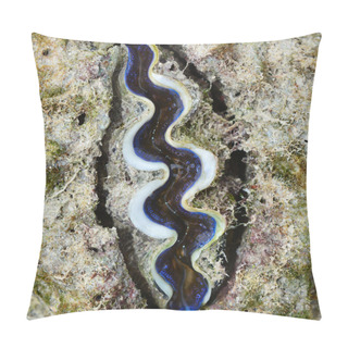 Personality  Giant Clam Pillow Covers