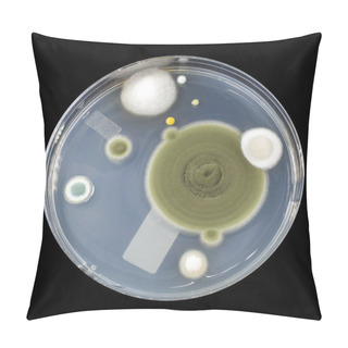 Personality  Colonies Of Mold Fungi Cultivated From Indoor Air Pillow Covers