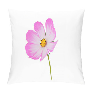 Personality  Beautiful Cosmos Flowers Isolated On White Background Pillow Covers
