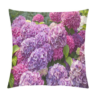 Personality  Pink Hydrangea Flowers Blooming In Summer Pillow Covers