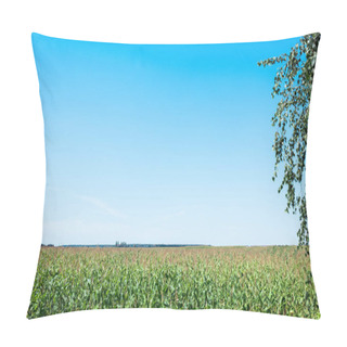 Personality  Corn Field With Green Fresh Leaves Against Blue Sky  Pillow Covers