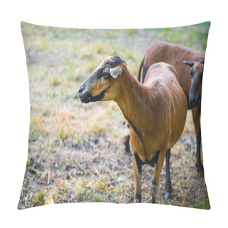 Personality  A Flock Of Curious Barbado Blackbelly Sheep Pillow Covers