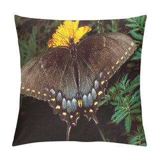 Personality  Tiger Swallowtail Butterfly On Marigold Pillow Covers