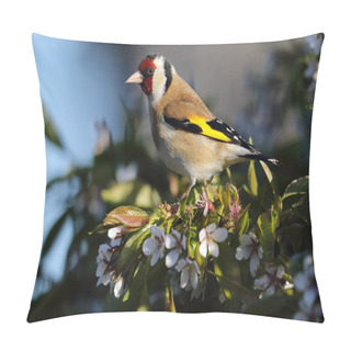 Personality  Wild Adult European Goldfinch (Carduelis Carduelis) In Amongst The Cherry Tree Blossom. Taken In Angus, Scotland, UK. Pillow Covers