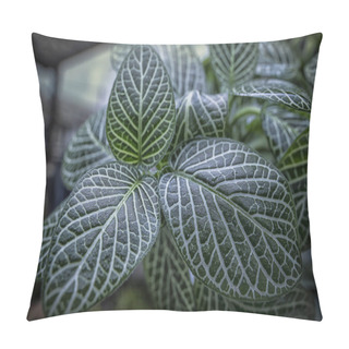 Personality  Green Fittonia Leaves Plant Pillow Covers