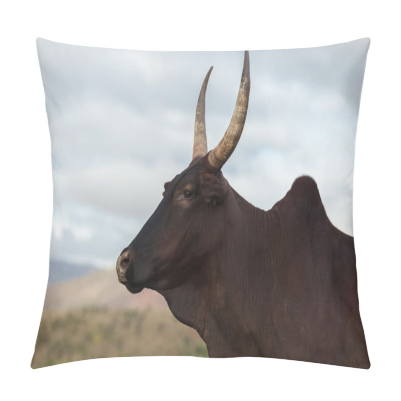 Personality  Zebu Cow On A Meadow Pillow Covers