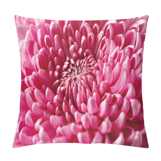 Personality  Texture Of Beautiful Pink Chrysanthemum Flower, Closeup Pillow Covers