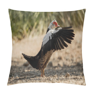 Personality Muscovy Duck - One From A Series Pillow Covers