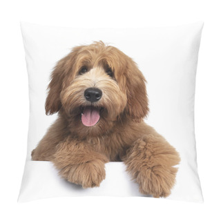 Personality  Cute Red / Abricot Australian Cobberdog / Labradoodle Dog Pup, Laying Down Facing Front. Mouth Open, Pink Tongue Out. Isolated On White Background. Paws Hanging Over Edge. Pillow Covers