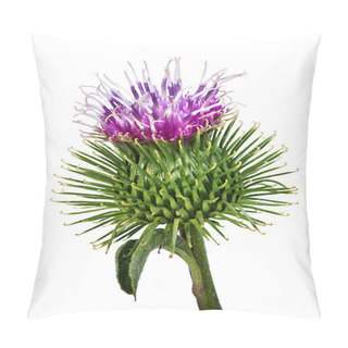 Personality  Cirsium Arvense Flower Isolated On White Background Pillow Covers
