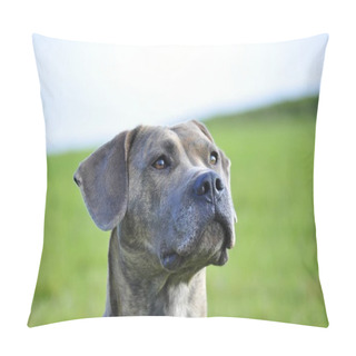 Personality  Spanish Mastiff, Portrait Close Up View Pillow Covers