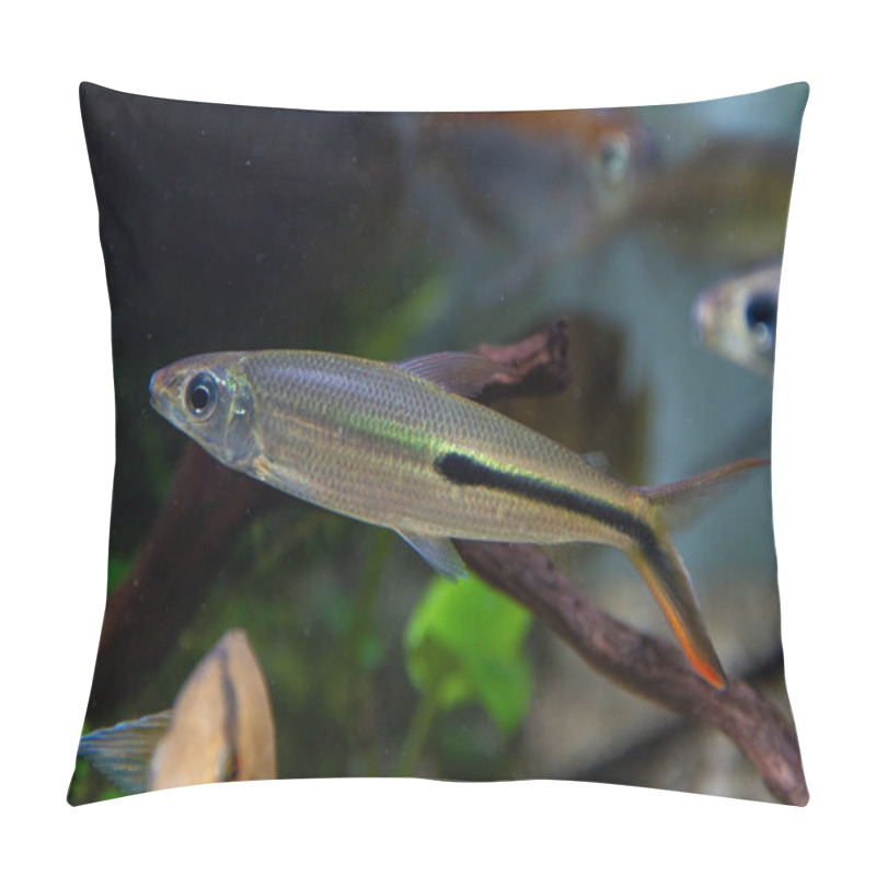 Personality  Slender Hemiodus (Hemiodus gracilis) beautiful ornamental fish from Venezuela and Brazil pillow covers