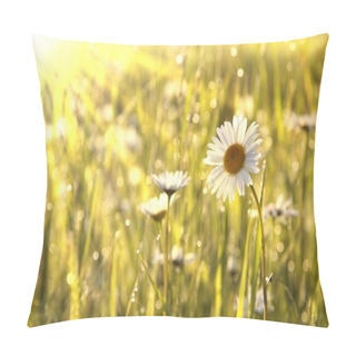 Personality  Daisy In The Sunshine Pillow Covers