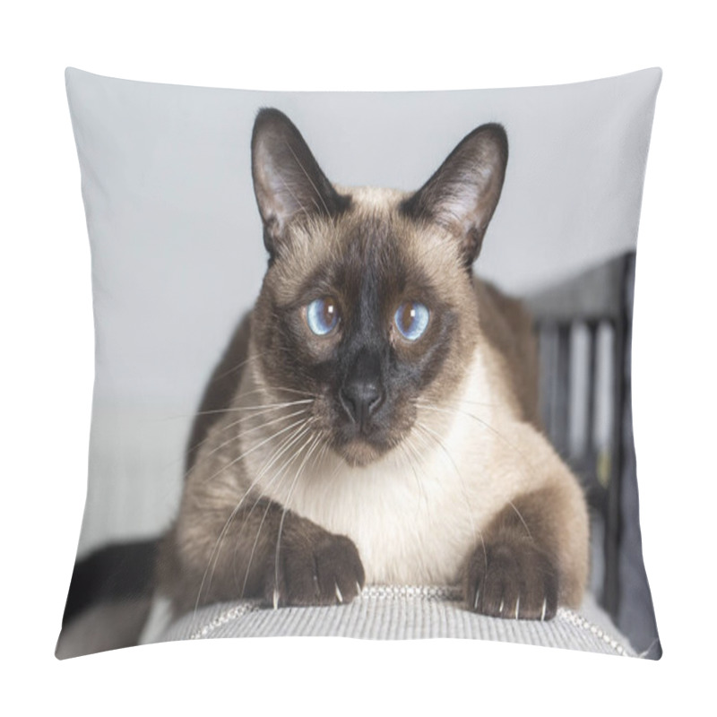 Personality  Pet animal, siamese kitten cat pillow covers