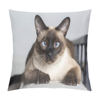 Personality  Pet Animal, Siamese Kitten Cat Pillow Covers