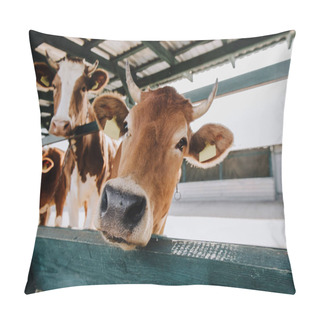 Personality  Close Up Portrait Of Beautiful Brown Cow Standing In Stall At Farm Pillow Covers