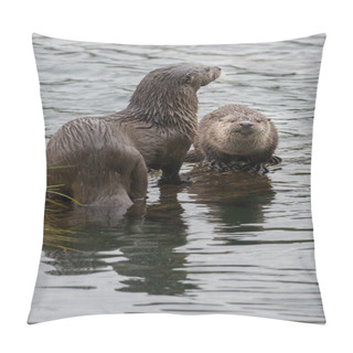 Personality  Closeup Wild Otters In Nature Pillow Covers