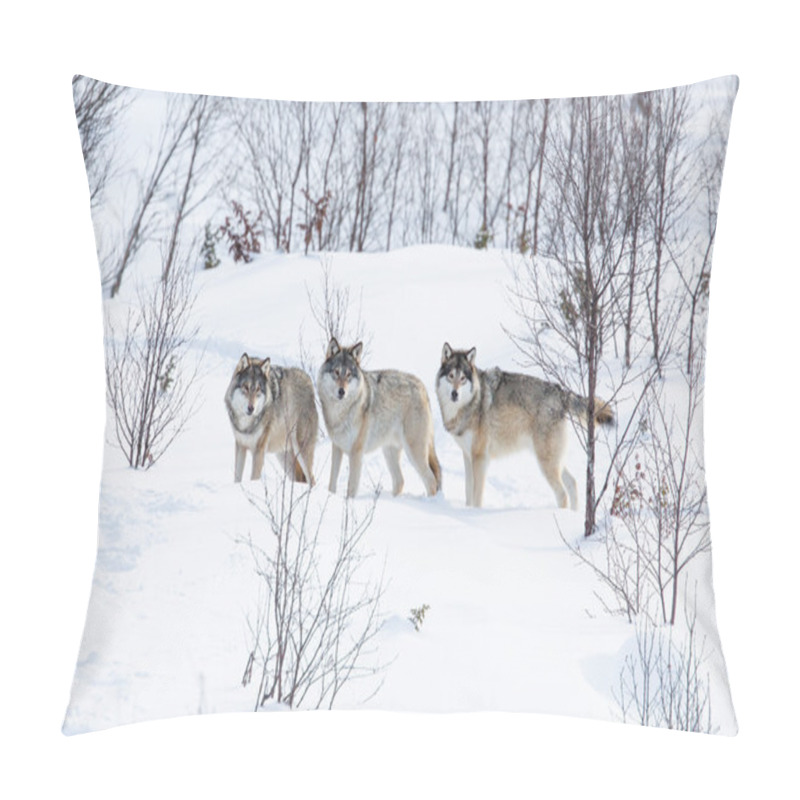 Personality  Three Wolves in the Snow pillow covers