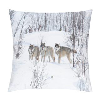 Personality  Three Wolves In The Snow Pillow Covers