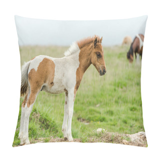 Personality  Young Baby Miniature Pony Horse Pillow Covers