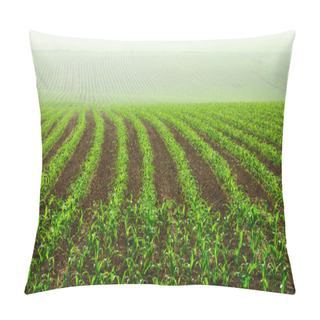 Personality  Rows Of Young Corn Plants Pillow Covers