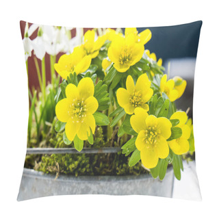 Personality  The First Signs Of Spring. Winter Aconite And Snowdrops Pillow Covers