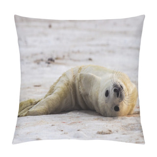 Personality  Young Grey Seal Pup Pillow Covers