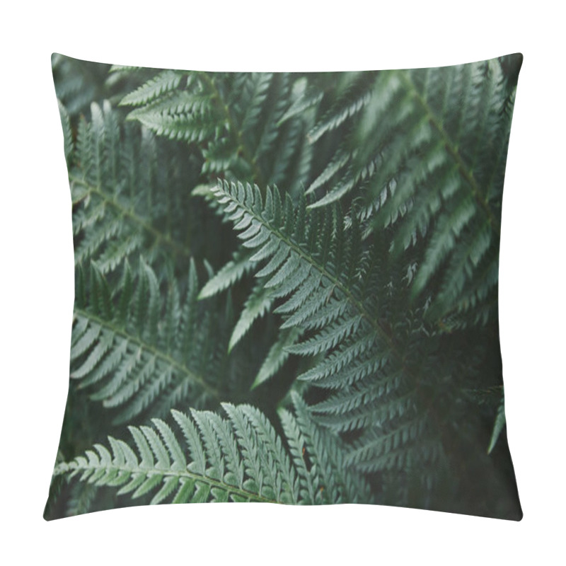 Personality  close up of beautiful dark green ferns leaves in garden pillow covers
