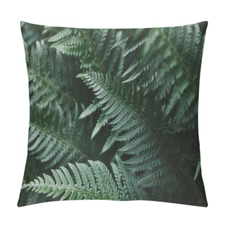 Personality  Close Up Of Beautiful Dark Green Ferns Leaves In Garden Pillow Covers