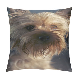 Personality  Silky Terrier Portrait Pillow Covers