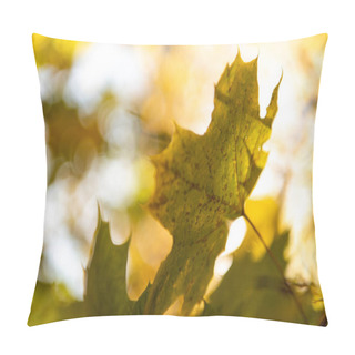 Personality  Close Up View Of Golden Maple Foliage On Tree Branch In Sunlight Pillow Covers