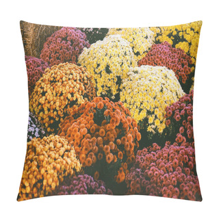 Personality  The Beautiful Bouquets Of Colorful Chrysanthemums, Sometimes Called Mums Or Chrysanths. Pillow Covers
