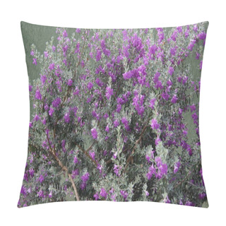 Personality  Silver Rain Flower. Silver Rain Flower Originates In Texas, United States Of America, With Pink And Violet Flowers, Scientific Name Leucofilo, Or Texas Salvia, In Selective Focus On Zoom Pillow Covers