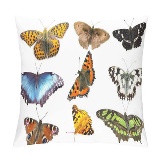 Personality  Many Butterfly Species Isolated Pillow Covers