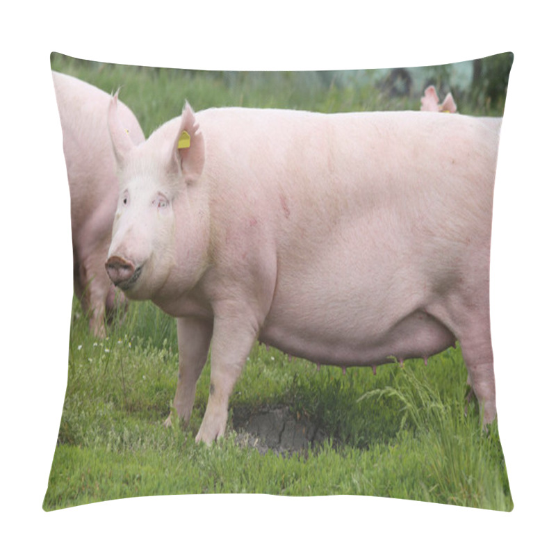 Personality  Big Fat Sow Pig Graze On Summer Pasture Pillow Covers