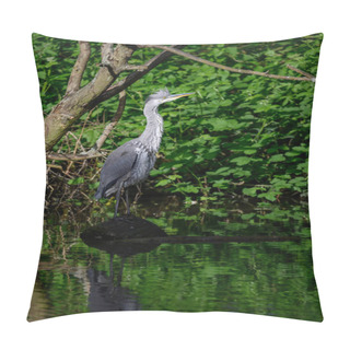 Personality  Grey Heron Standing On A Log In A River In Kent, UK. The Heron Has Its Head Raised. Grey Heron (Ardea Cinerea) In Kelsey Park, Beckenham, Greater London. The Park Is Famous For Its Herons. Pillow Covers