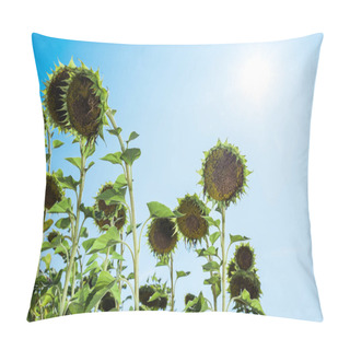 Personality  Field With Blooming Sunflowers Against Blue Sky  Pillow Covers
