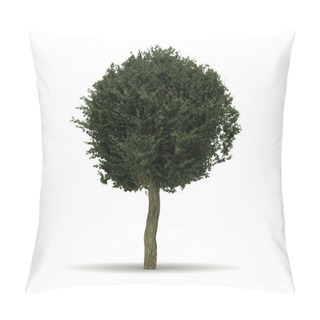 Personality  Single Crataegus Laevigata Tree Pillow Covers